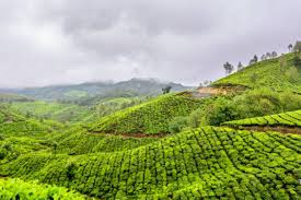 Wayanad image